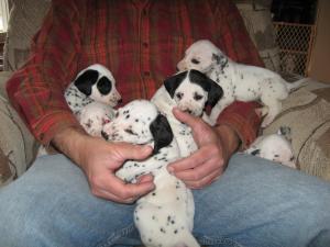 Dalmatianpuppiesforsale